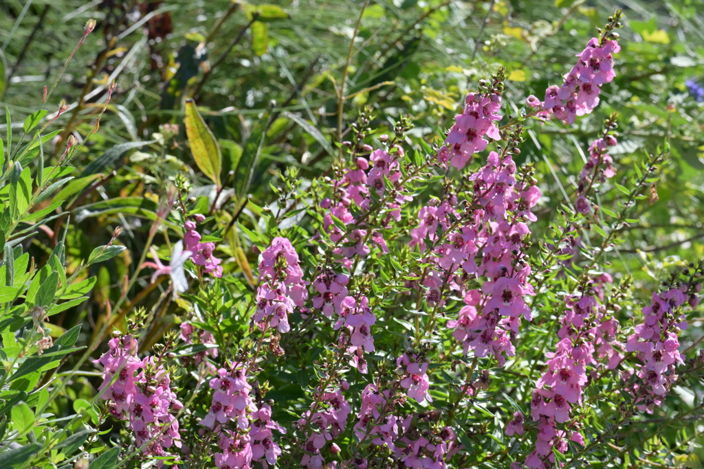 寒くなった秋のガーデンで。