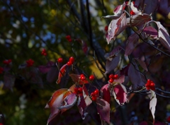 行楽日和でウキウキでした。