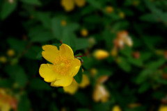 IMGP4270-1