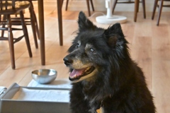 宿泊先ペンションにて　愛犬Roren