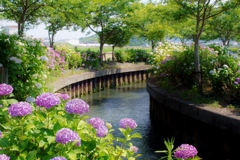 川沿いの紫陽花