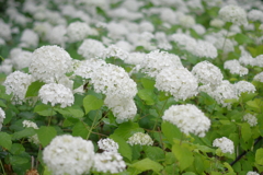 古き良き万博公園