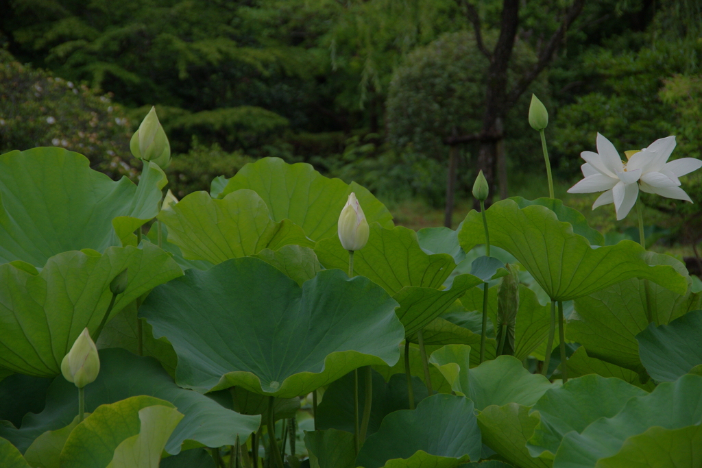 古き良き万博公園