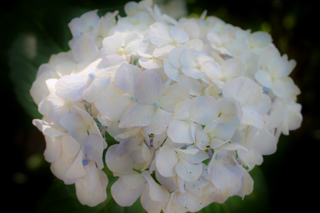 川沿いの紫陽花