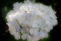 川沿いの紫陽花