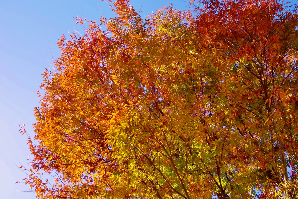 木の葉、紅く秋色に・・