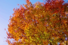 木の葉、紅く秋色に・・