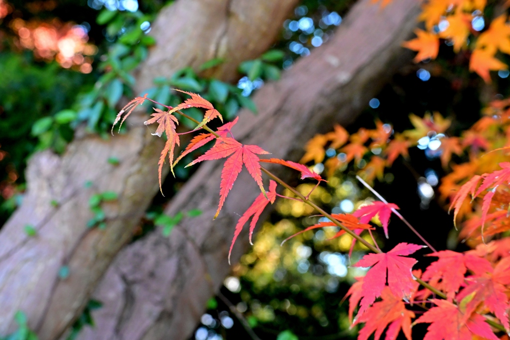 美酒と紅葉と音楽と