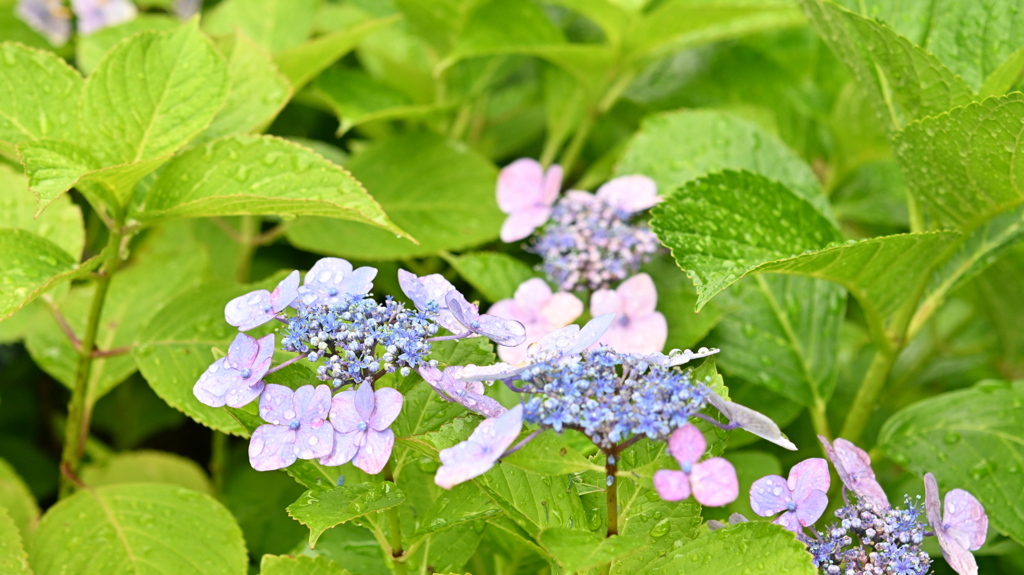 古き良き万博公園(試写)
