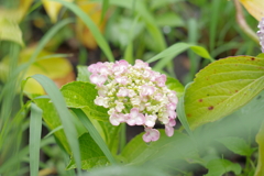 古き良き万博公園