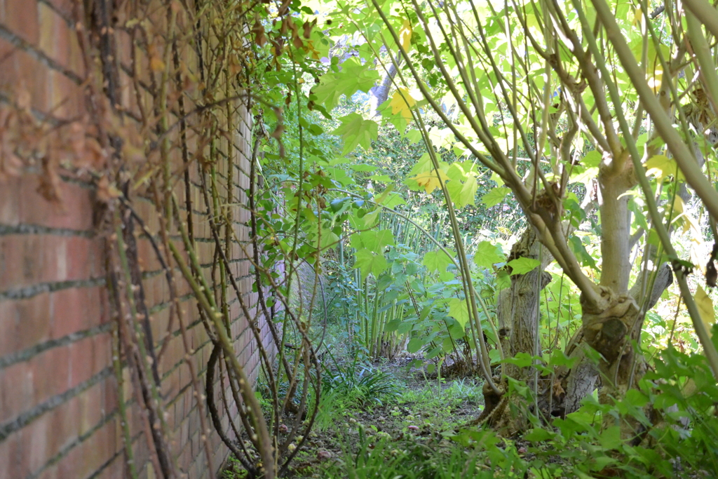 寒くなった秋のガーデンで。