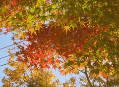 美酒と紅葉と音楽と