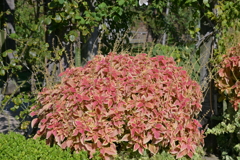 寒くなった秋のガーデンで。