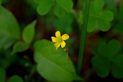 庭に咲く草花たち