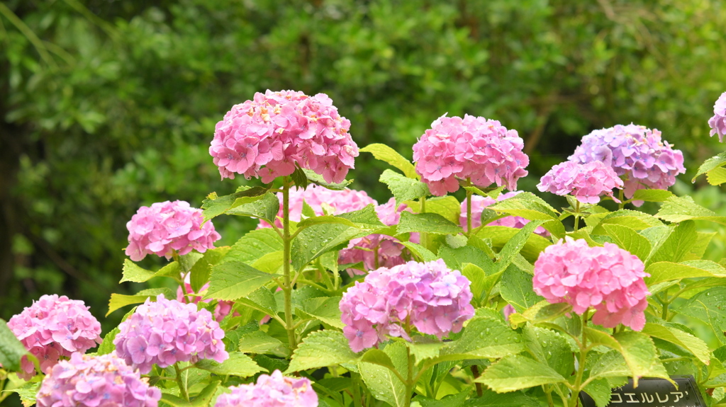 古き良き万博公園(試写)