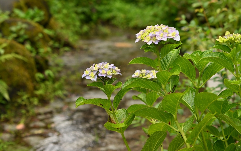 古き良き万博公園(試写)