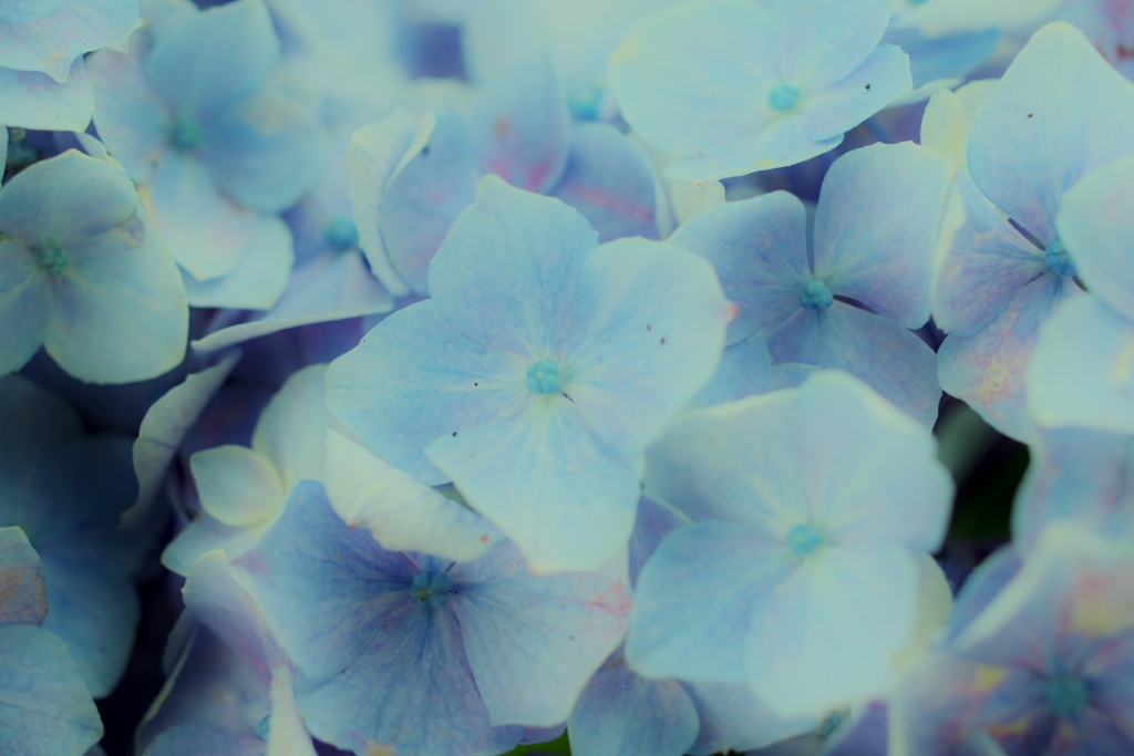 河川沿いの紫陽花たち