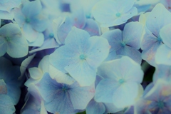 河川沿いの紫陽花たち
