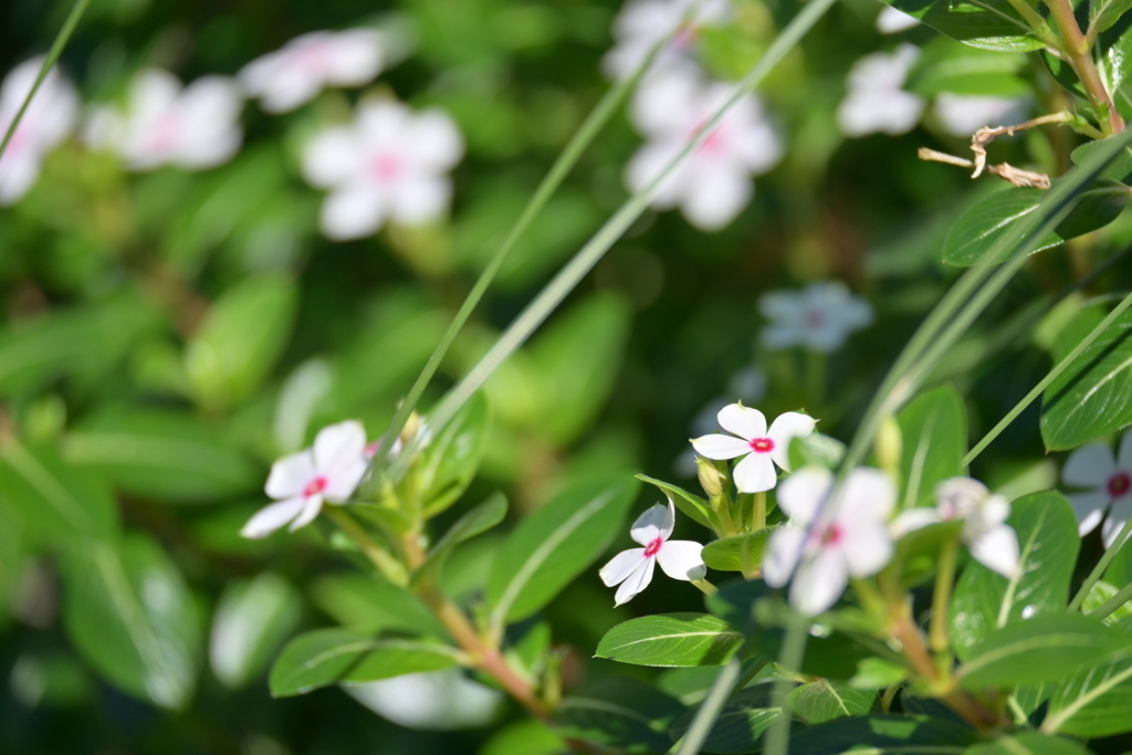 寒くなった秋のガーデンで。