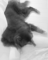 宿泊先ペンションにて　愛犬Roren