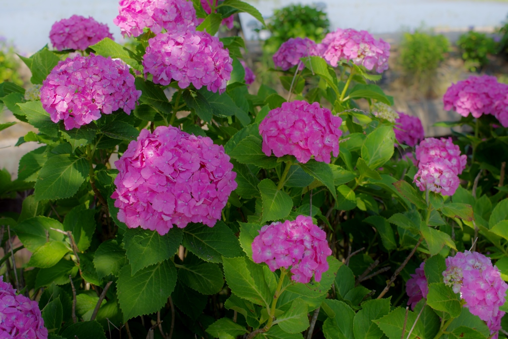 川沿いの紫陽花