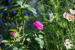 寒くなった秋のガーデンで。