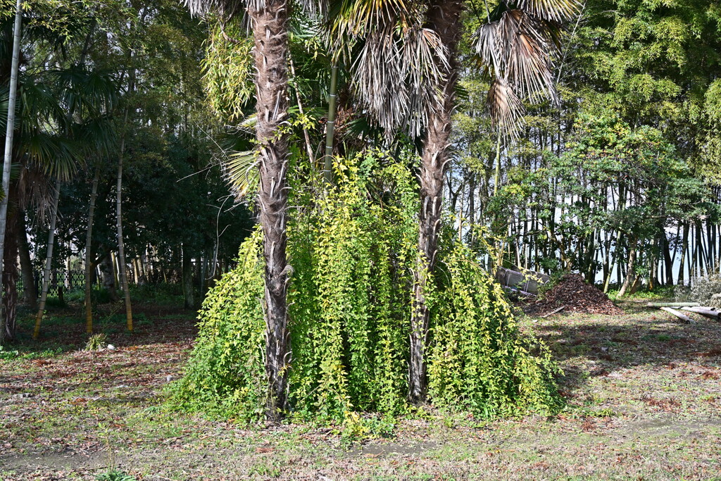 柘榴のある秘密基地