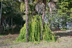 柘榴のある秘密基地