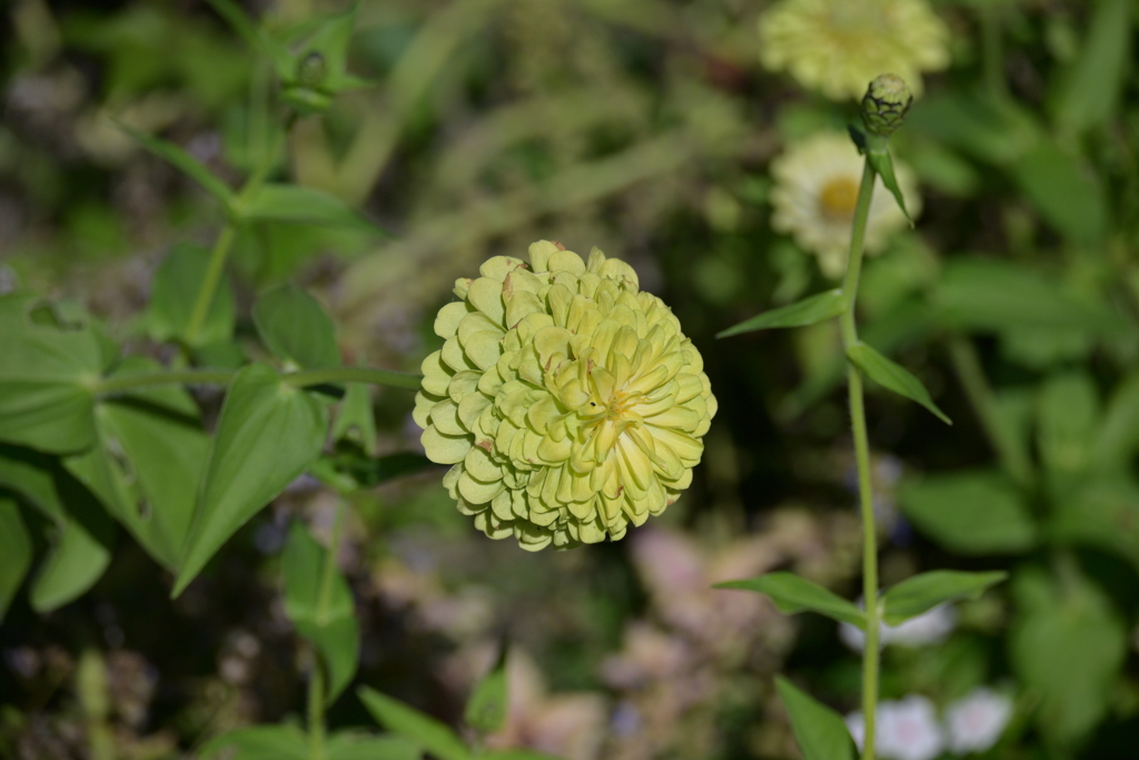 寒くなった秋のガーデンで。