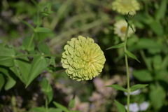 寒くなった秋のガーデンで。