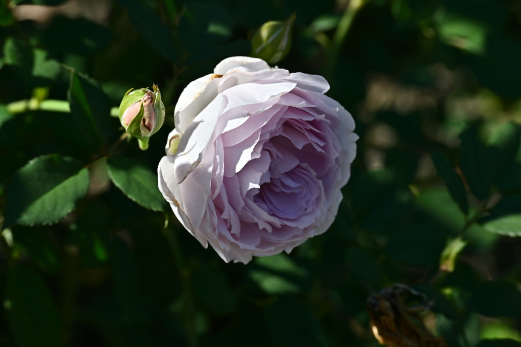 寒くなった秋のガーデンで。