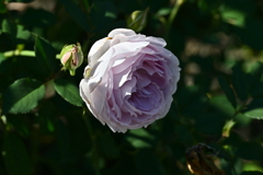 寒くなった秋のガーデンで。 寒くなった秋のガーデンで。