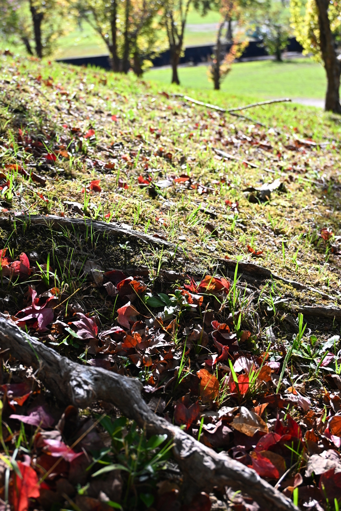 初秋の公園で