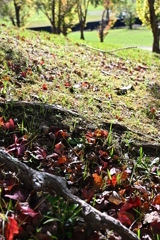 初秋の公園で