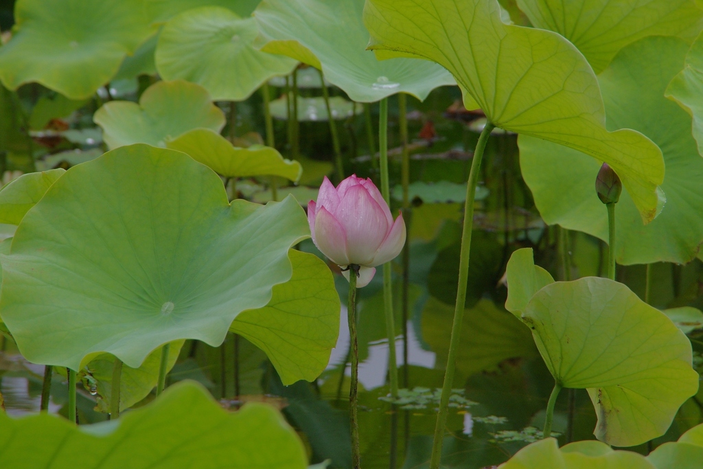 古き良き万博公園