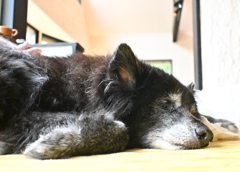 宿泊先のペンションにて　愛犬Roren
