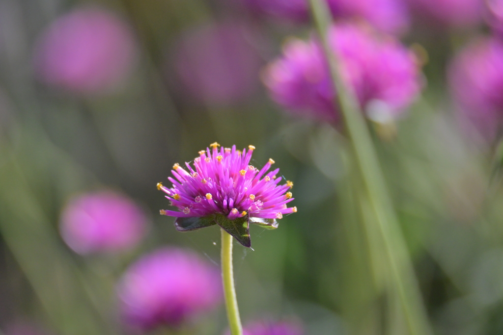 寒くなった秋のガーデンで。