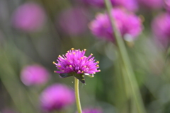 寒くなった秋のガーデンで。