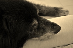 宿泊先ペンションにて　愛犬Roren