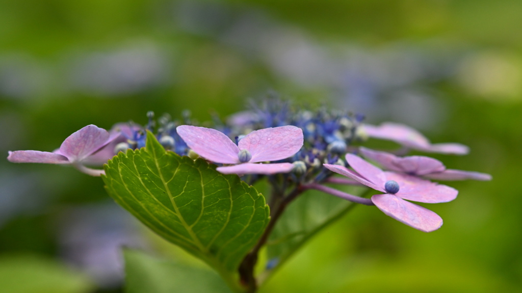 古き良き万博公園(試写)