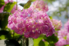川沿いの紫陽花