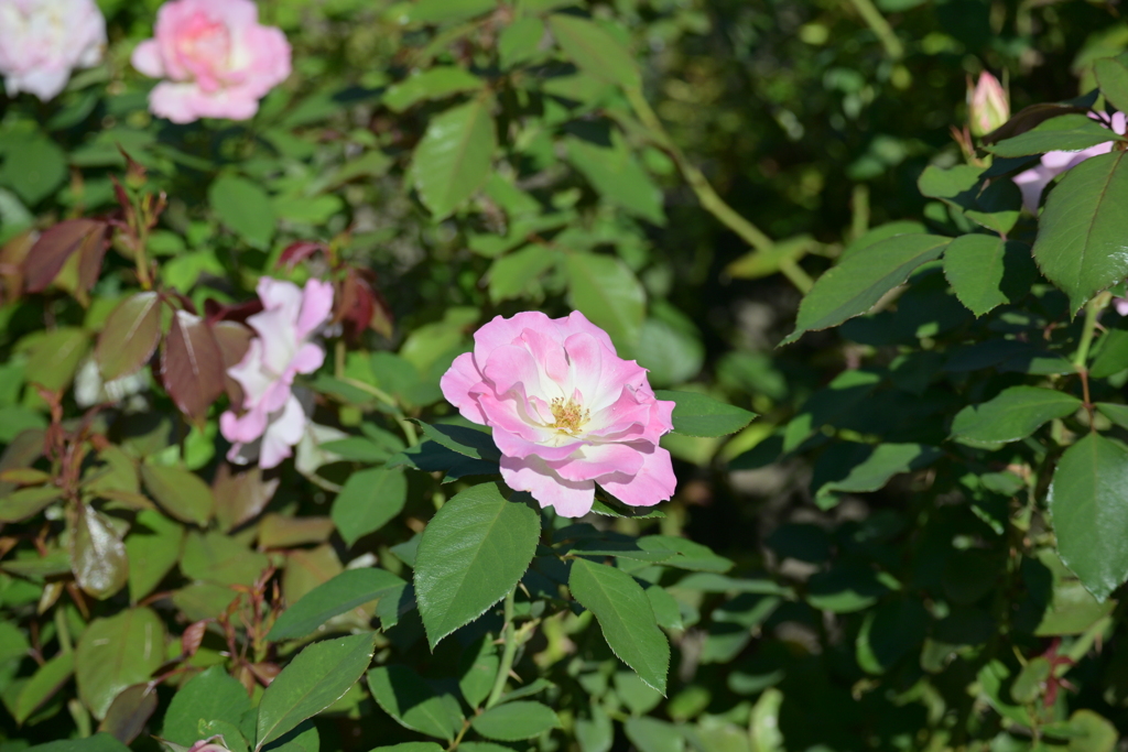 寒くなった秋のガーデンで。