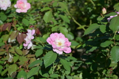 寒くなった秋のガーデンで。