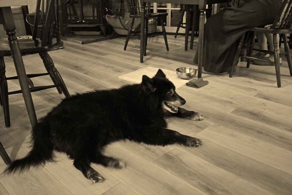 愛犬Roren