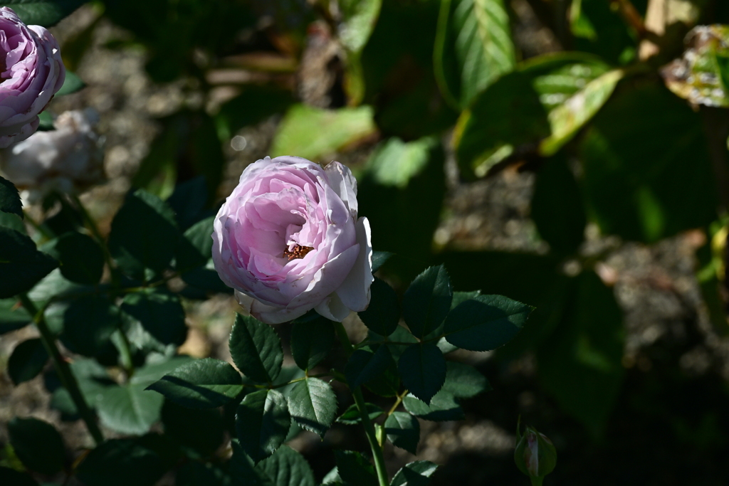 寒くなった秋のガーデンで。