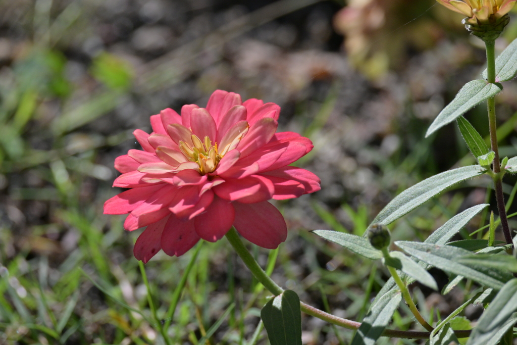 寒くなった秋のガーデンで。