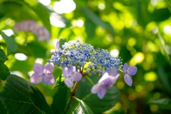 川沿いの紫陽花