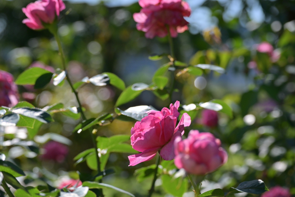 寒くなった秋のガーデンで。