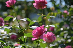 寒くなった秋のガーデンで。