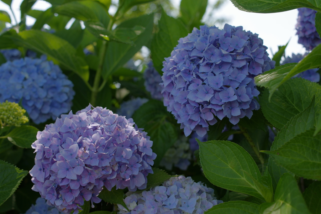 河川沿いの紫陽花たち